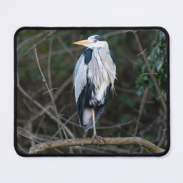 Item preview, Grey Heron (Ardea cinerea) standing on a branch designed and sold by Stephen Jarman.