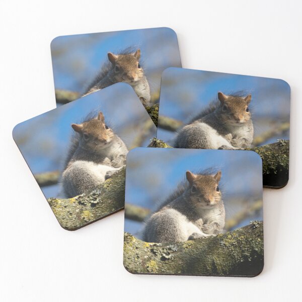 Item preview, Eastern grey squirrel (Sciurus carolinensis) designed and sold by Stephen Jarman.