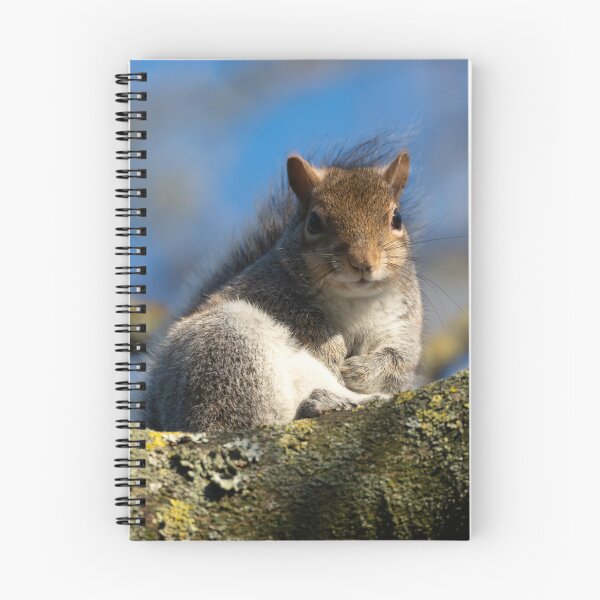 Item preview, Eastern grey squirrel (Sciurus carolinensis) designed and sold by Stephen Jarman.