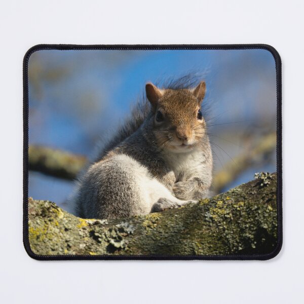 Item preview, Eastern grey squirrel (Sciurus carolinensis) designed and sold by Stephen Jarman.