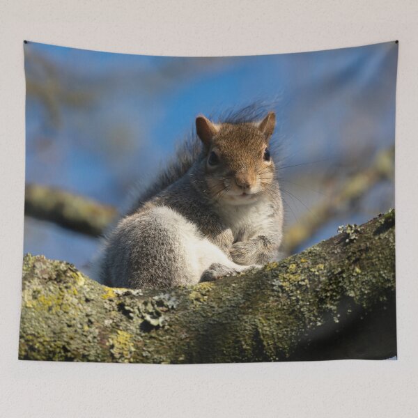 Item preview, Eastern grey squirrel (Sciurus carolinensis) designed and sold by Stephen Jarman.