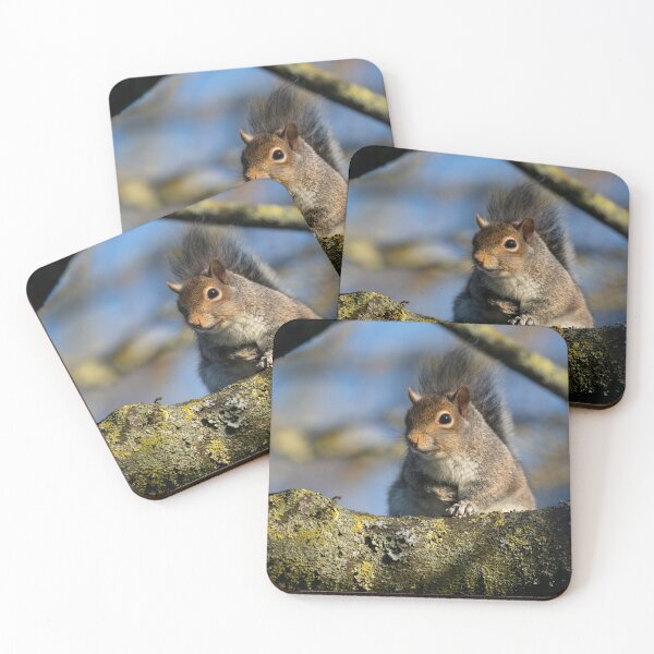 Item preview, Eastern grey squirrel (Sciurus carolinensis) designed and sold by Stephen Jarman.