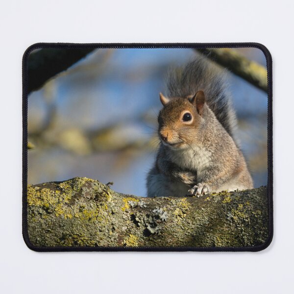 Item preview, Eastern grey squirrel (Sciurus carolinensis) designed and sold by Stephen Jarman.
