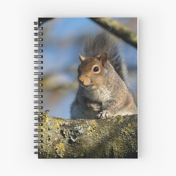 Item preview, Eastern grey squirrel (Sciurus carolinensis) designed and sold by Stephen Jarman.