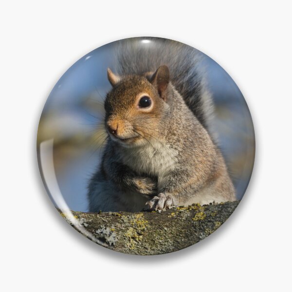 Item preview, Eastern grey squirrel (Sciurus carolinensis) designed and sold by Stephen Jarman.