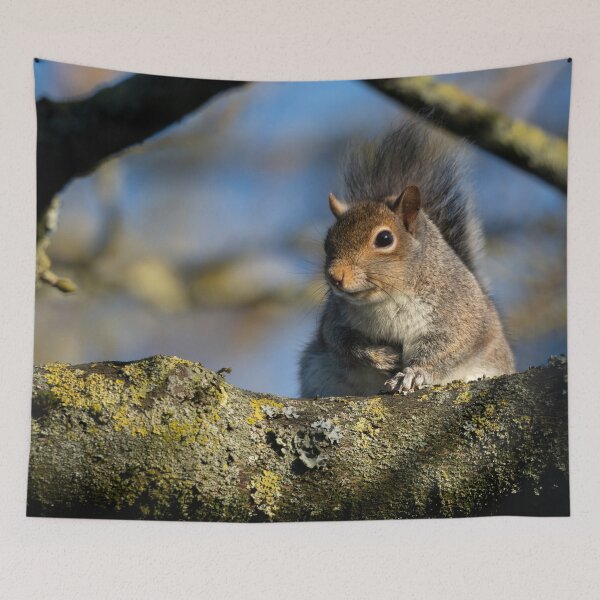 Item preview, Eastern grey squirrel (Sciurus carolinensis) designed and sold by Stephen Jarman.