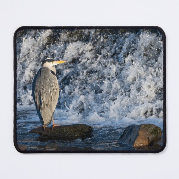 Item preview, Grey Heron (Ardea cinerea) standing in water designed and sold by Stephen Jarman.