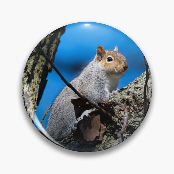 Item preview, Eastern grey squirrel (Sciurus carolinensis) designed and sold by Stephen Jarman.