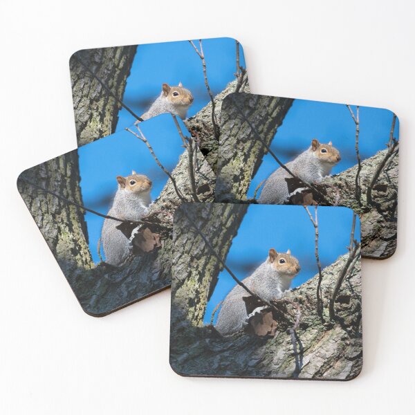 Item preview, Eastern grey squirrel (Sciurus carolinensis) designed and sold by Stephen Jarman.