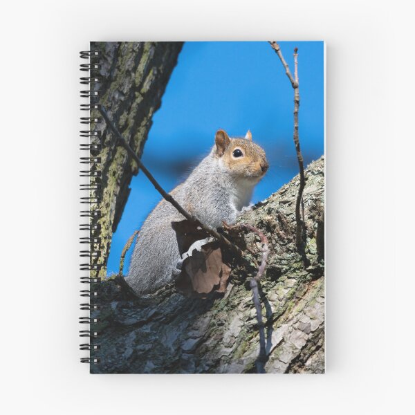 Item preview, Eastern grey squirrel (Sciurus carolinensis) designed and sold by Stephen Jarman.