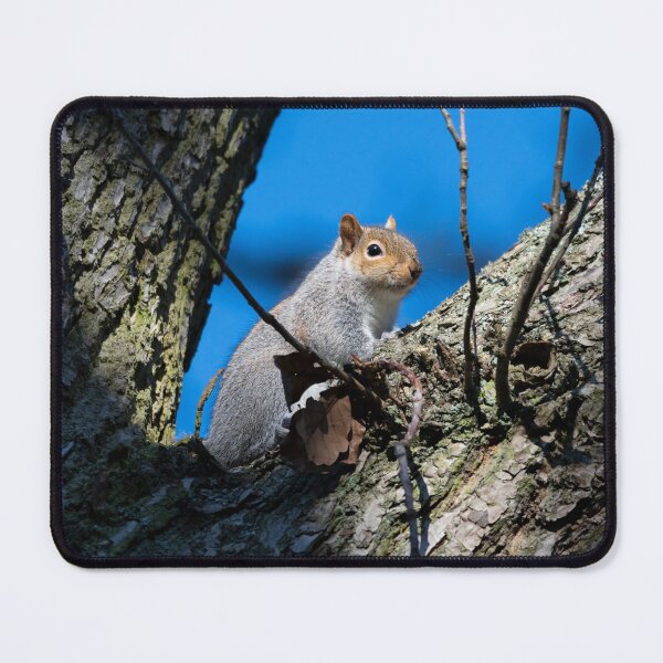 Item preview, Eastern grey squirrel (Sciurus carolinensis) designed and sold by Stephen Jarman.