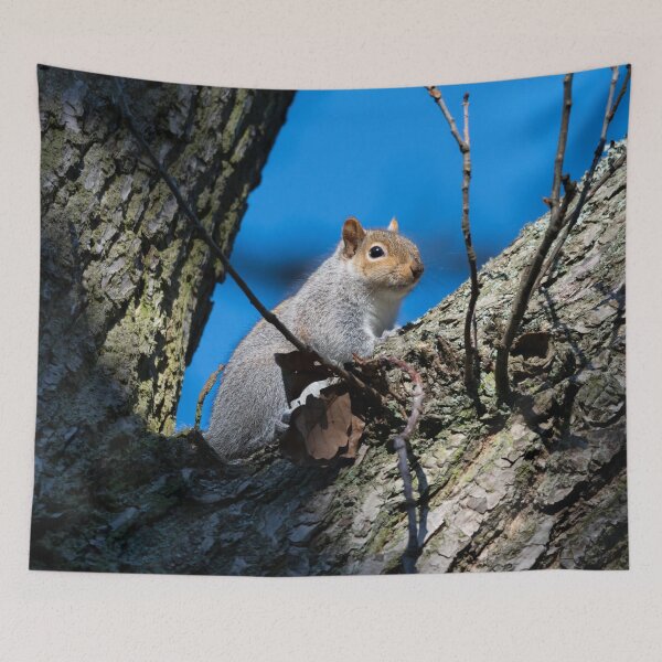 Item preview, Eastern grey squirrel (Sciurus carolinensis) designed and sold by Stephen Jarman.