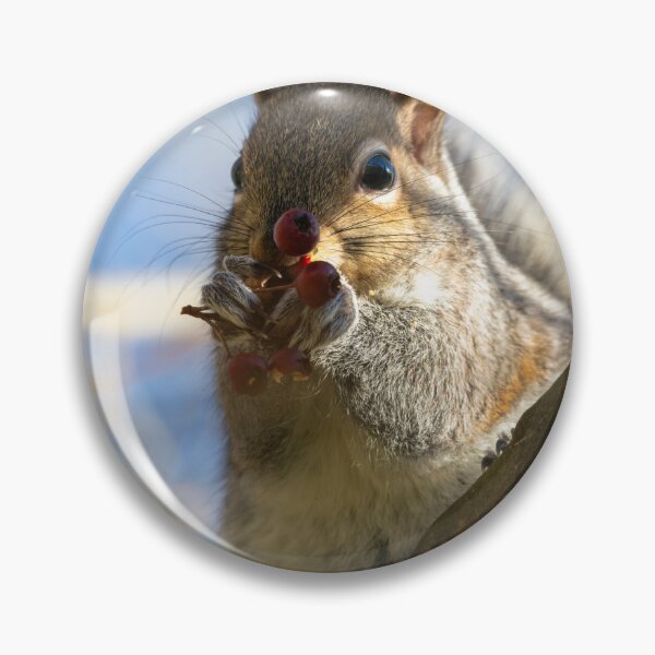 Item preview, Eastern grey squirrel (Sciurus carolinensis) eating berries designed and sold by Stephen Jarman.