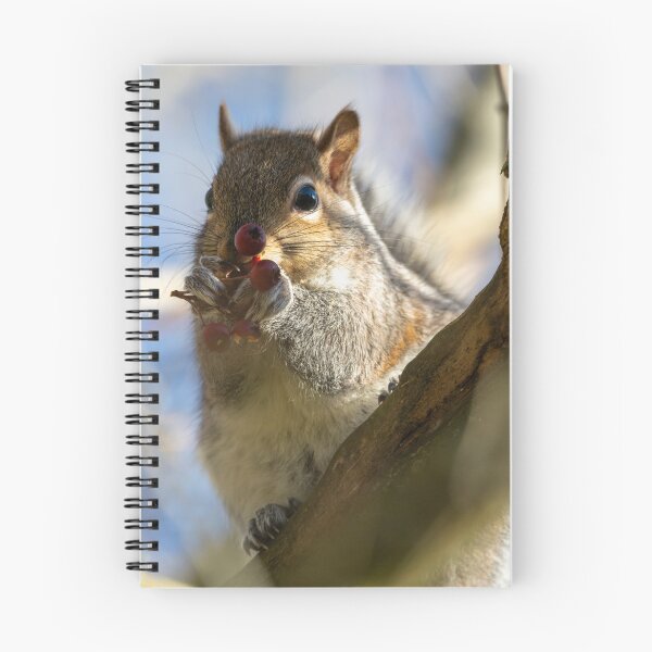 Item preview, Eastern grey squirrel (Sciurus carolinensis) eating berries designed and sold by Stephen Jarman.