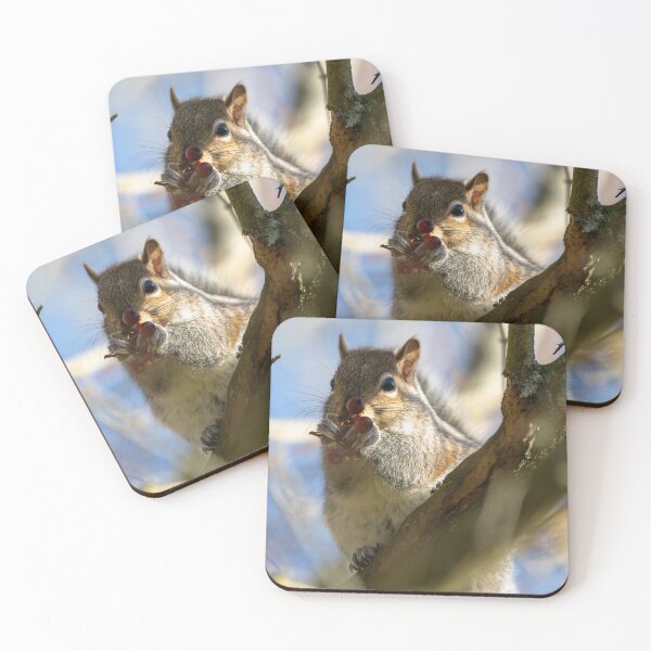 Item preview, Eastern grey squirrel (Sciurus carolinensis) eating berries designed and sold by Stephen Jarman.