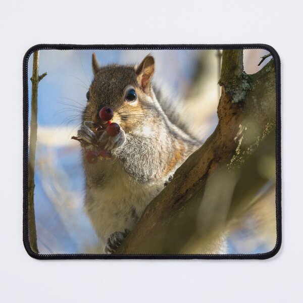 Item preview, Eastern grey squirrel (Sciurus carolinensis) eating berries designed and sold by Stephen Jarman.