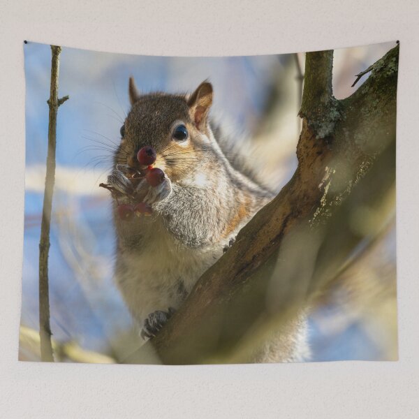 Item preview, Eastern grey squirrel (Sciurus carolinensis) eating berries designed and sold by Stephen Jarman.