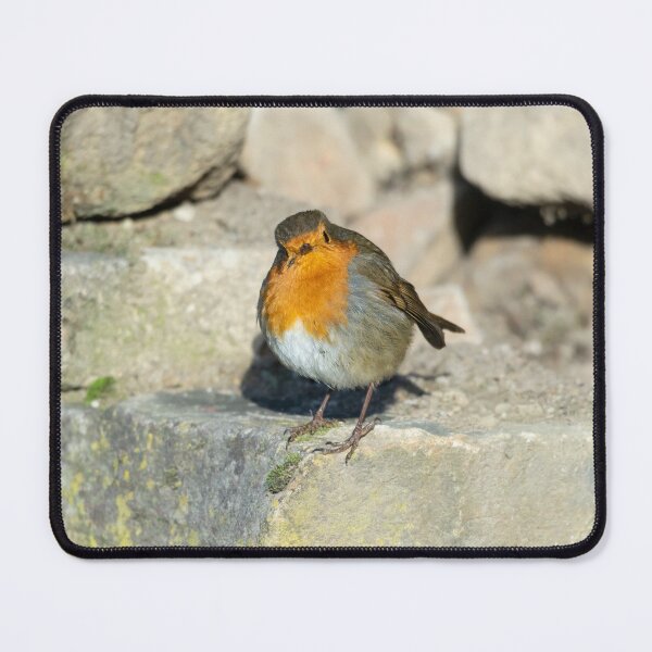 Item preview, Friendly Robin stops to be photographed designed and sold by Stephen Jarman.