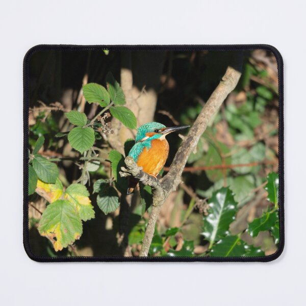 Item preview, Common Kingfisher (Alcedo atthis) perched on a branch designed and sold by Stephen Jarman.