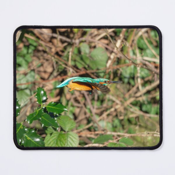 Item preview, Common Kingfisher (Alcedo atthis) flying from it's branch designed and sold by Stephen Jarman.