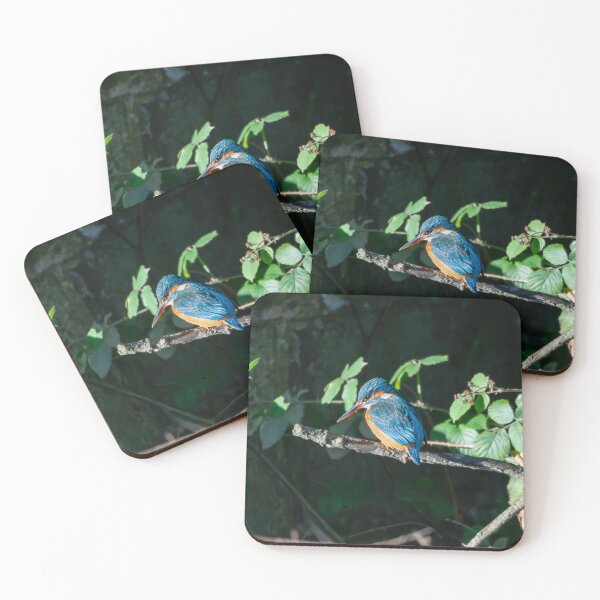 Item preview, Common Kingfisher (Alcedo atthis) perched  designed and sold by Stephen Jarman.