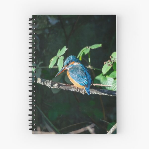 Item preview, Common Kingfisher (Alcedo atthis) perched  designed and sold by Stephen Jarman.