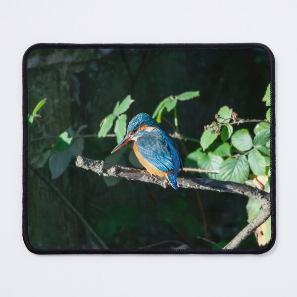 Item preview, Common Kingfisher (Alcedo atthis) perched designed and sold by Stephen Jarman.