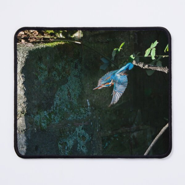 Item preview, Common Kingfisher (Alcedo atthis) diving from it's branch designed and sold by Stephen Jarman.