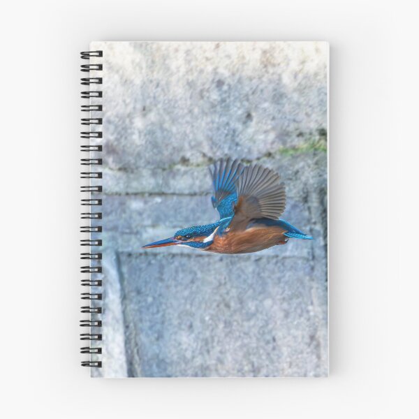 Item preview, Common Kingfisher (Alcedo atthis) flying designed and sold by Stephen Jarman.