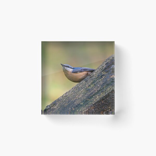 Item preview, Nuthatch (Sitta erupaea) designed and sold by Stephen Jarman.