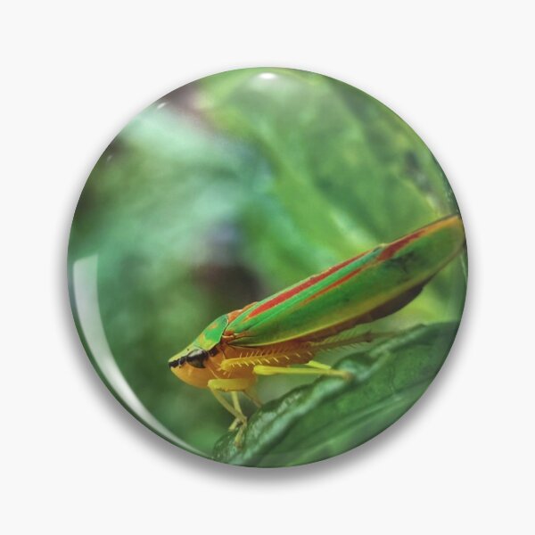 Artikelvorschau, Colorful Leafhopper on Green Leaf – Macro Nature Photography entworfen und verkauft von Sarah – Fine Art & Photography.