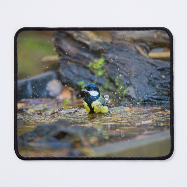 Item preview, Great tit takes a bath (Parus major) designed and sold by Stephen Jarman.