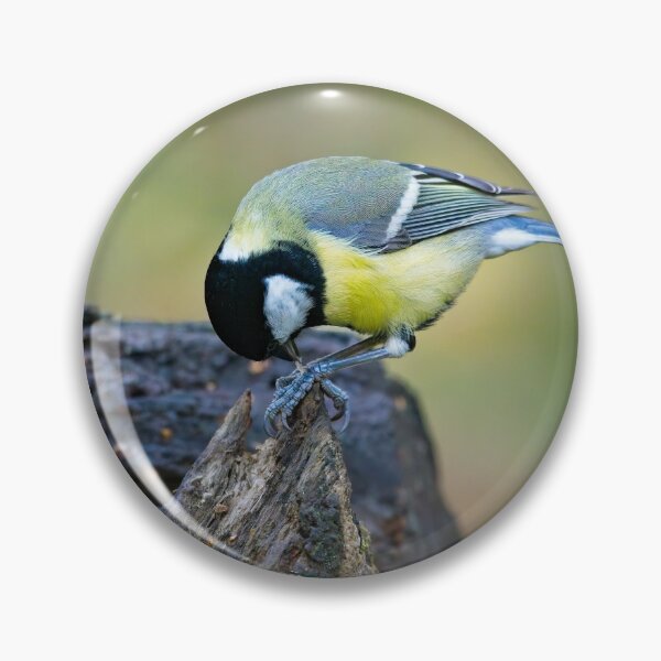 Item preview, Great tit feeding (Parus major) designed and sold by Stephen Jarman.