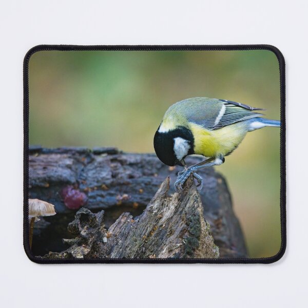 Item preview, Great tit feeding (Parus major) designed and sold by Stephen Jarman.