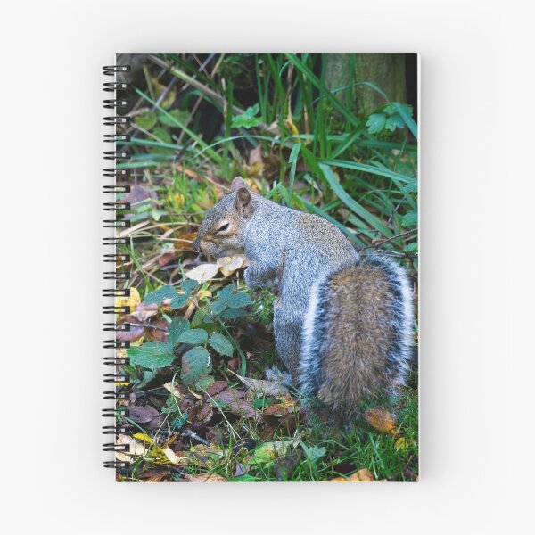 Item preview, Sneaky Eastern grey squirrel! (Sciurus carolinensis) designed and sold by Stephen Jarman.