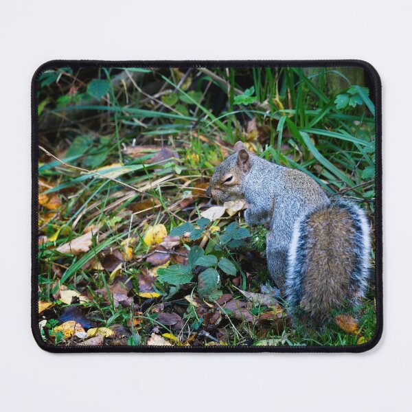 Item preview, Sneaky Eastern grey squirrel! (Sciurus carolinensis) designed and sold by Stephen Jarman.
