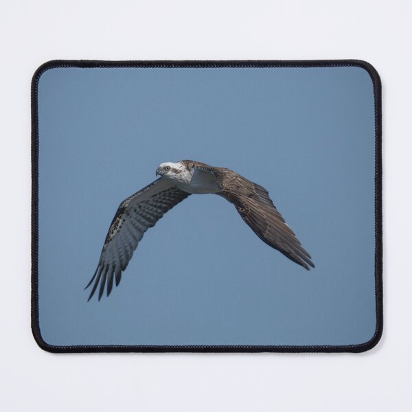 Item preview, Free Flight – Osprey Soaring over the Ocean, Wildlife Bird Photography Australia designed and sold by WildFrameNature.