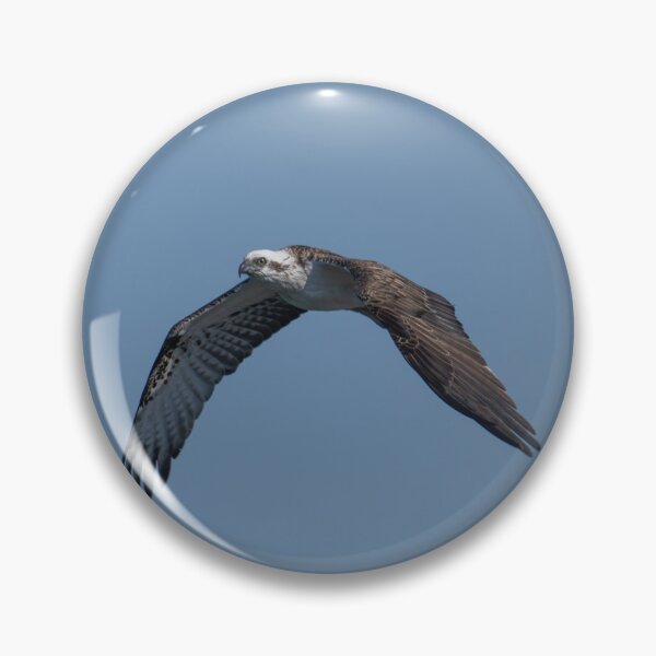 Item preview, Free Flight – Osprey Soaring over the Ocean, Wildlife Bird Photography Australia designed and sold by WildFrameNature.