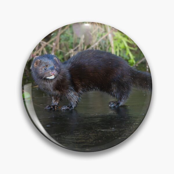 Item preview, American mink (Neovison vison) designed and sold by Stephen Jarman.