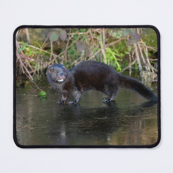 Item preview, American mink (Neovison vison) designed and sold by Stephen Jarman.
