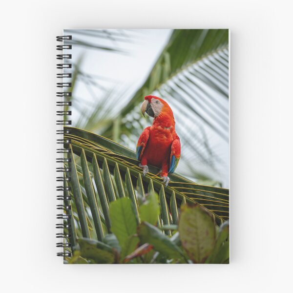 Item preview, Scarlet Throne – Scarlet Macaw Perched on Palm Frond, Costa Rica Wildlife Photography designed and sold by WildFrameNature.