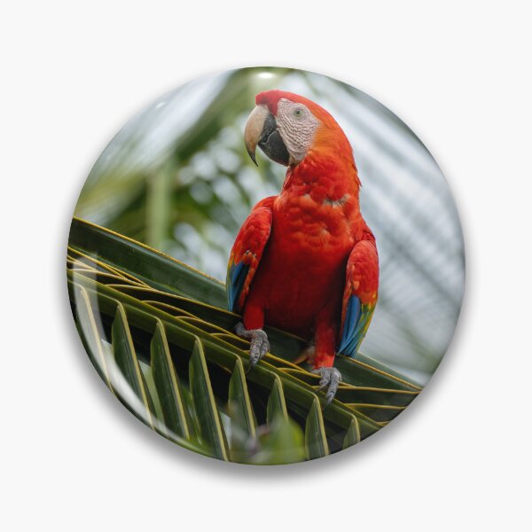 Item preview, Scarlet Throne – Scarlet Macaw Perched on Palm Frond, Costa Rica Wildlife Photography designed and sold by WildFrameNature.