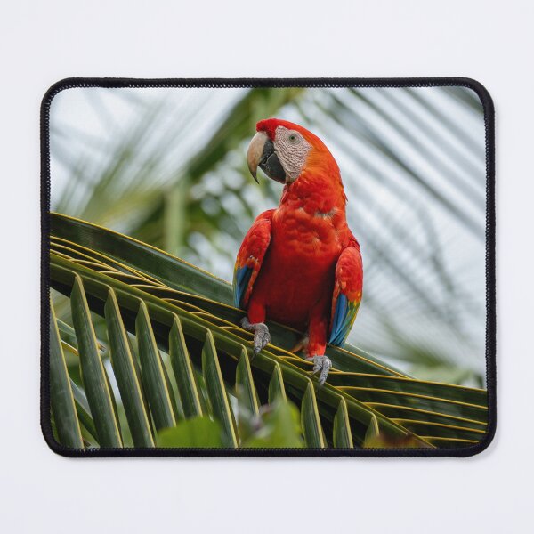 Item preview, Scarlet Throne – Scarlet Macaw Perched on Palm Frond, Costa Rica Wildlife Photography designed and sold by WildFrameNature.