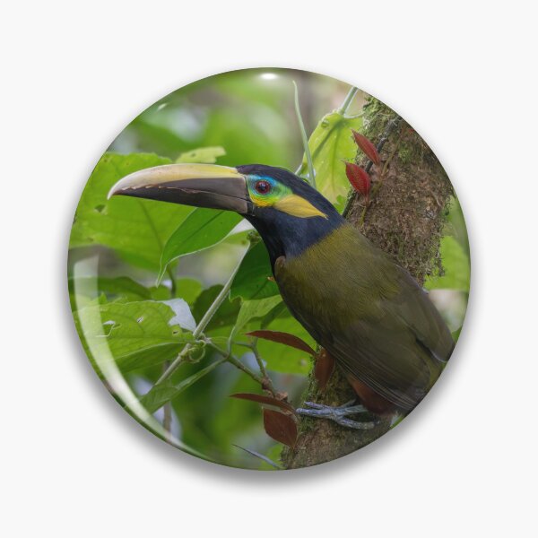 Item preview, Hidden Gem – Frantzius's Toucanet Perched on Mossy Branch, Costa Rica Wildlife Photography designed and sold by WildFrameNature.