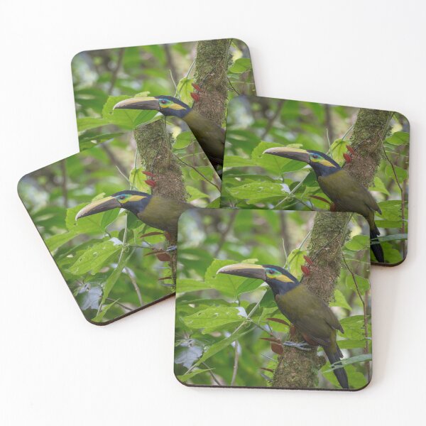 Item preview, Hidden Gem – Frantzius's Toucanet Perched on Mossy Branch, Costa Rica Wildlife Photography designed and sold by WildFrameNature.
