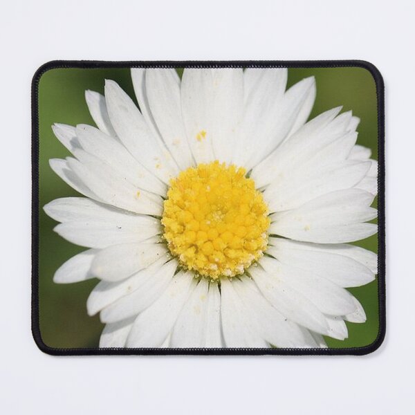 Item preview, Closeup Of A Beautiful Yellow And Wild White Daisy Flower designed and sold by taiche.