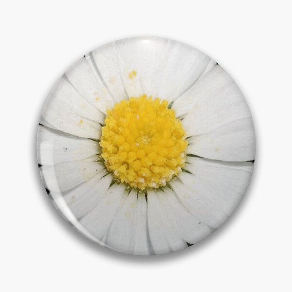 Item preview, Common Daisies Isolated on A Black Background designed and sold by taiche.