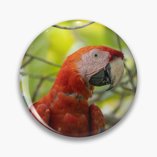 Item preview, Treetop Feast – Scarlet Macaw Feeding in Tropical Canopy, Costa Rica Wildlife Photography designed and sold by WildFrameNature.