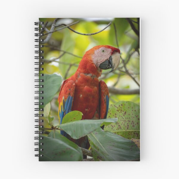 Item preview, Treetop Feast – Scarlet Macaw Feeding in Tropical Canopy, Costa Rica Wildlife Photography designed and sold by WildFrameNature.