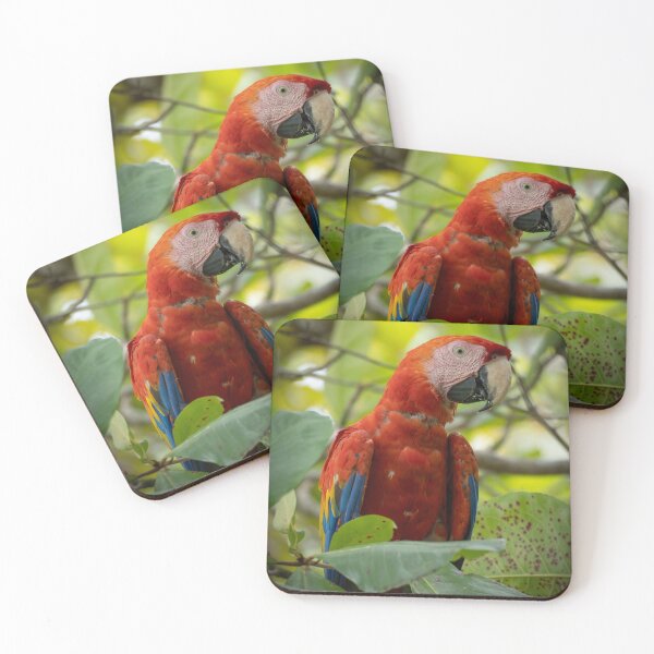 Item preview, Treetop Feast – Scarlet Macaw Feeding in Tropical Canopy, Costa Rica Wildlife Photography designed and sold by WildFrameNature.